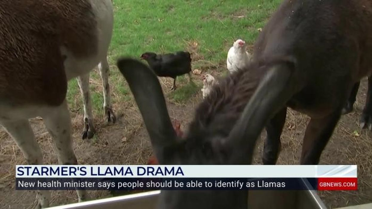 'Carnage!' Four alpacas shot dead in Cambridgeshire village in 'head shot massacre'