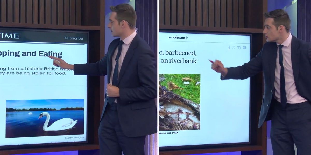 NextImg:Tom Harwood points to evidence after Nigel Farage claims migrants are eating swans