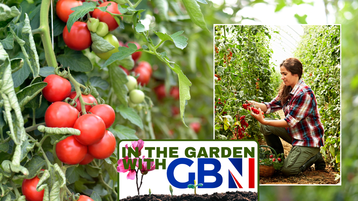 Tomatoe plants / woman planting tomatoes