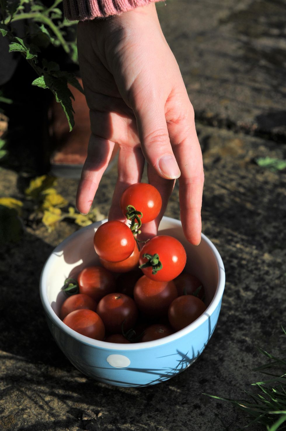 Tomatoes in bowl