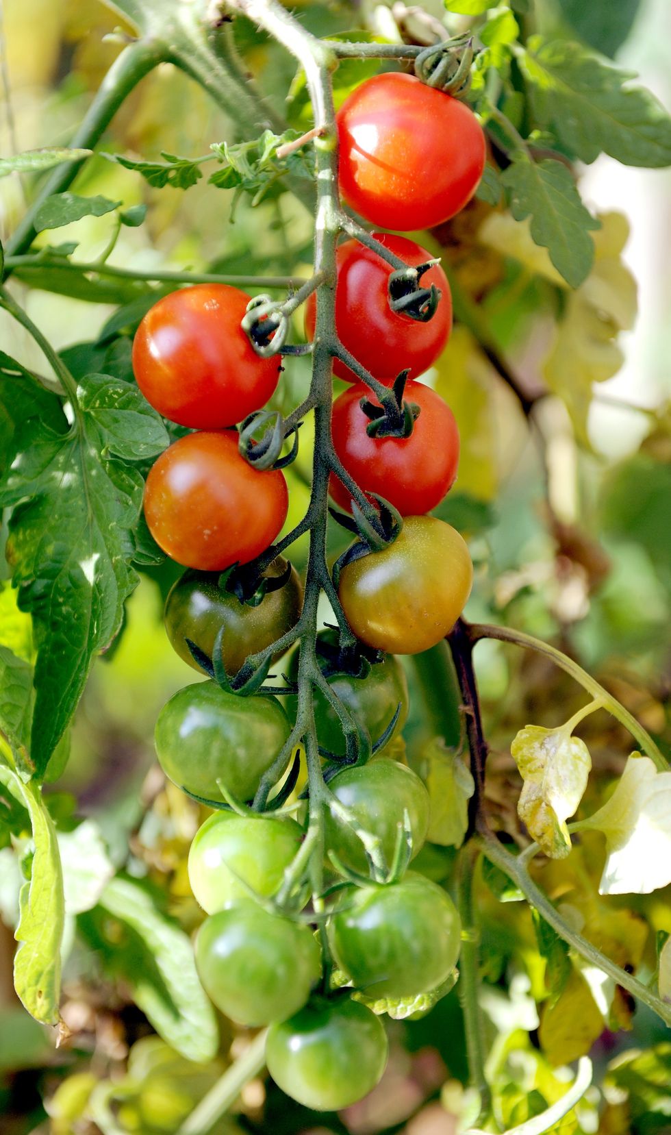 Tomatoes on vine