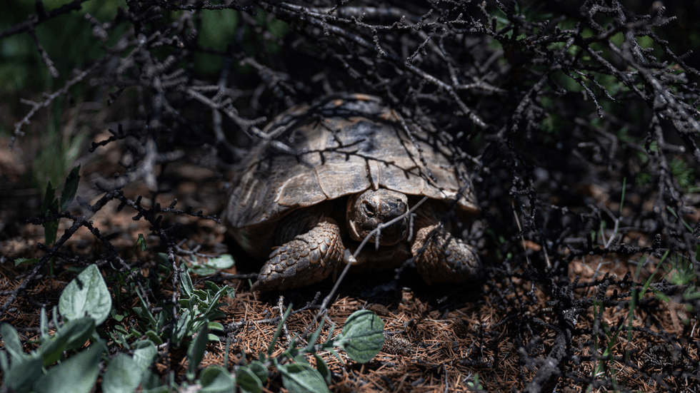 Tortoise