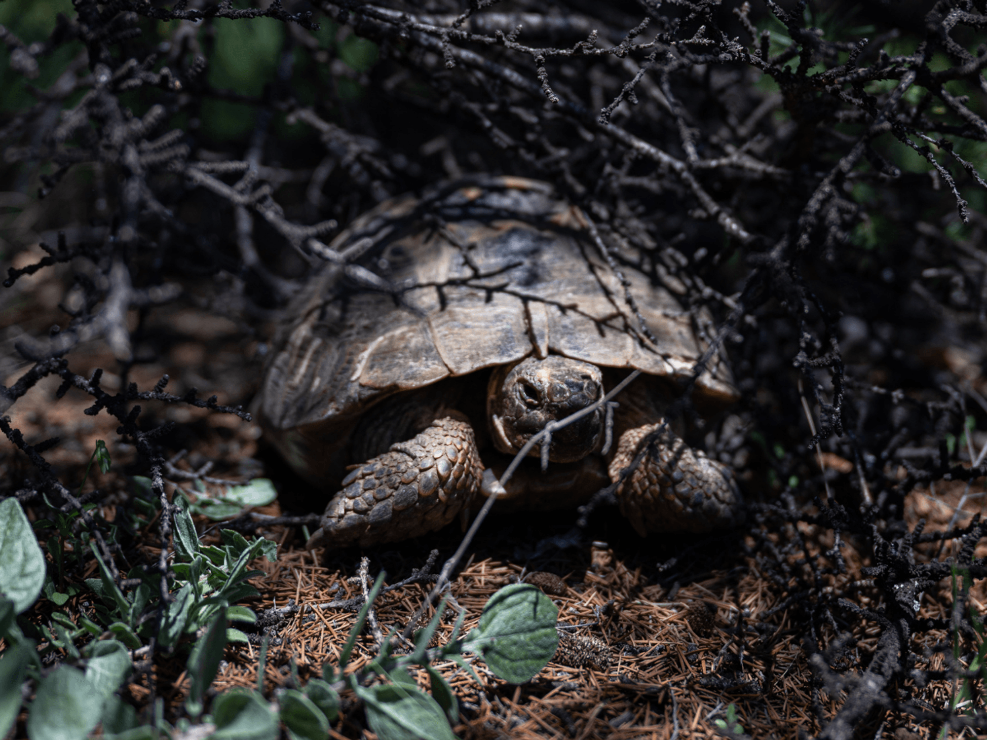 Tortoise