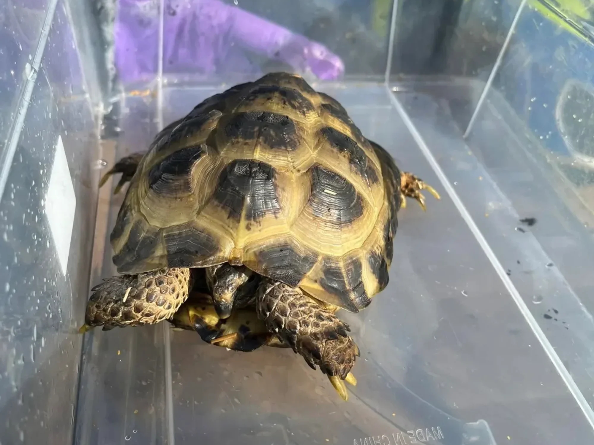 tortoise
