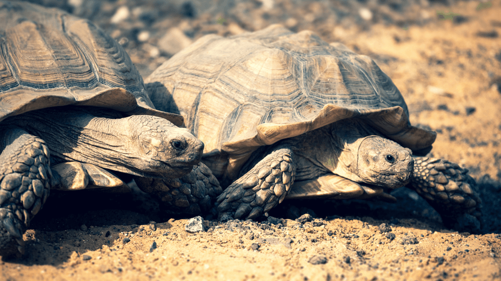 Tortoises