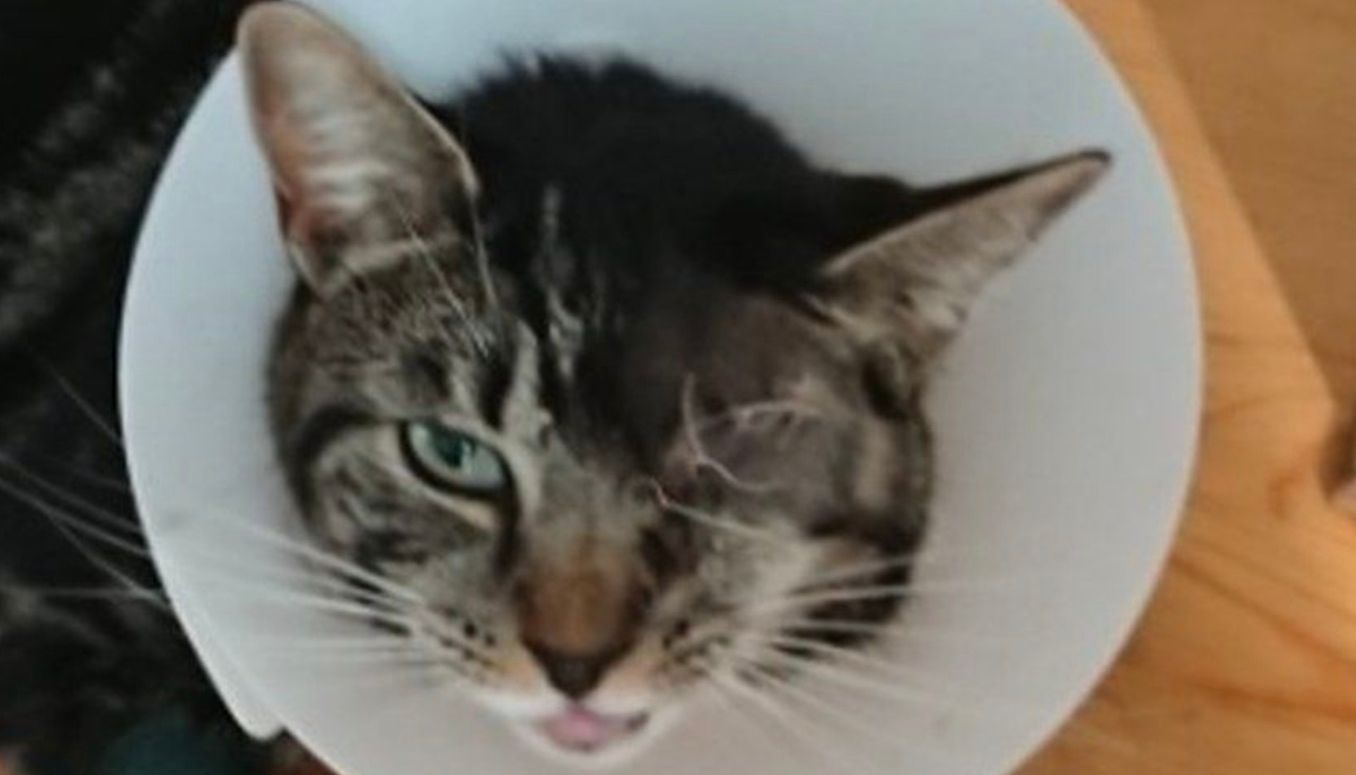 Toto the cat sustained a debilitating brain injury following the heinous attack