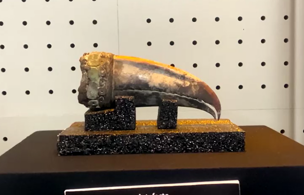 Toucan beak
