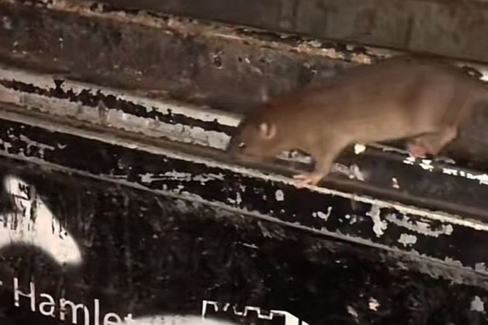 Tower Hamlets has had a problem with rodents for many years