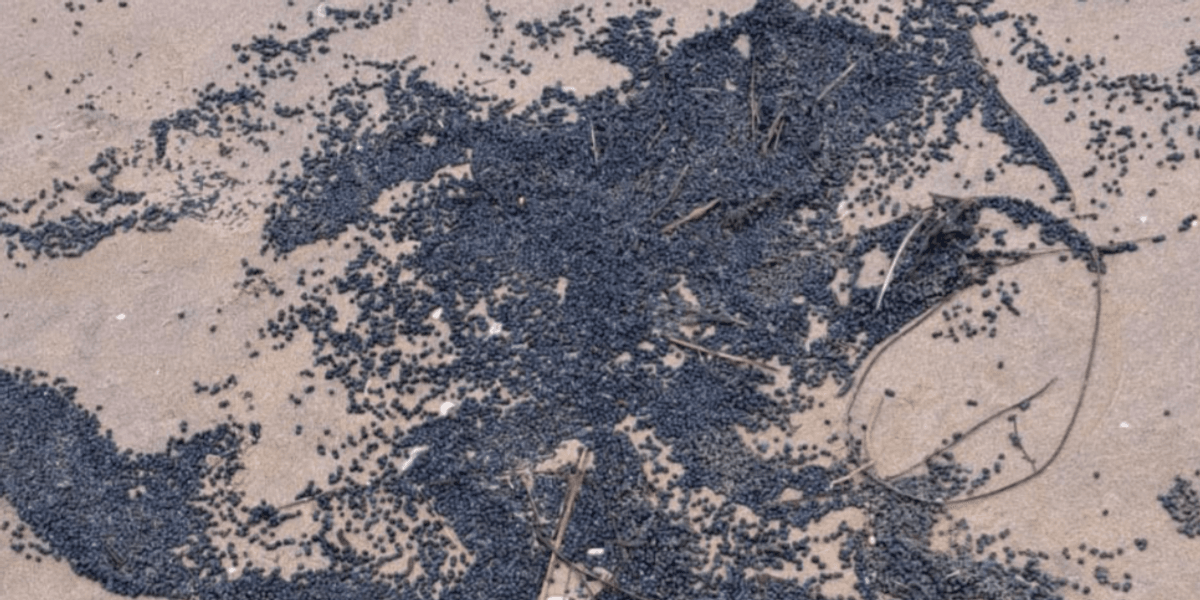 Dog owners urged to keep pets on lead as ‘toxic’ pellets wash up on British beaches Dog owners urged to keep pets on lead as ‘toxic’ pellets wash up on British beaches