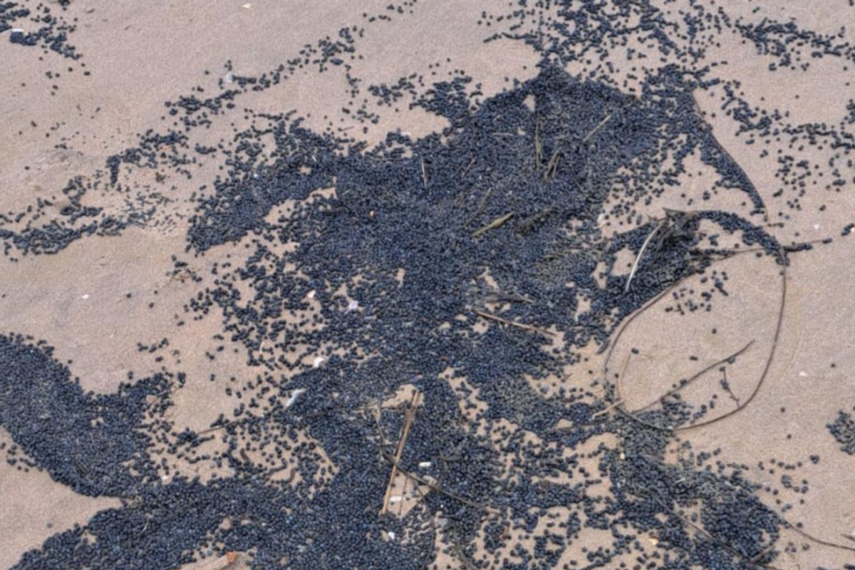 Toxic pellets on beach