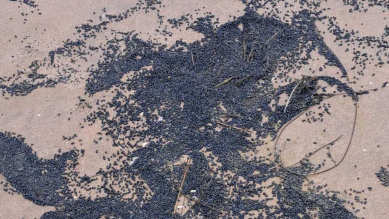 Toxic pellets on beach