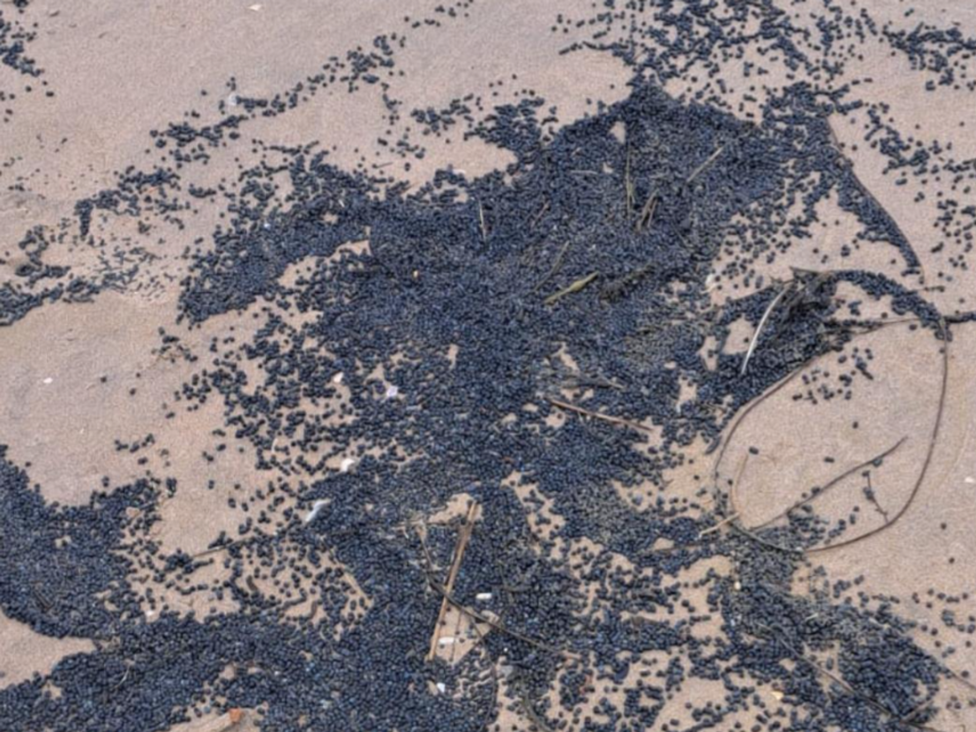 Toxic pellets on beach