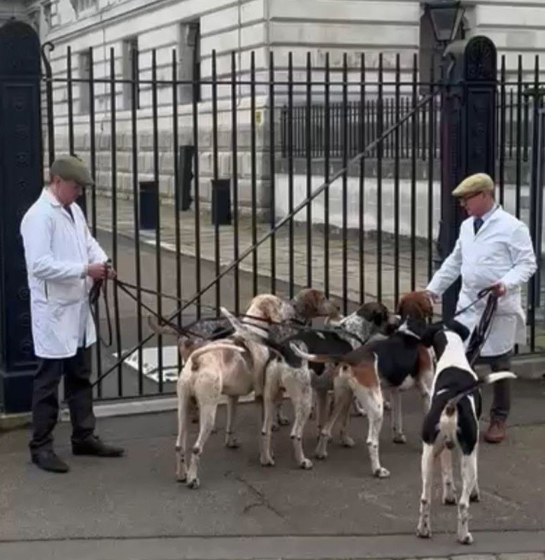 Trail hounds were joined by hunt staff wearing traditional kennel attire in Westminster ahead of a public consultation on how to implement the proposed ban
