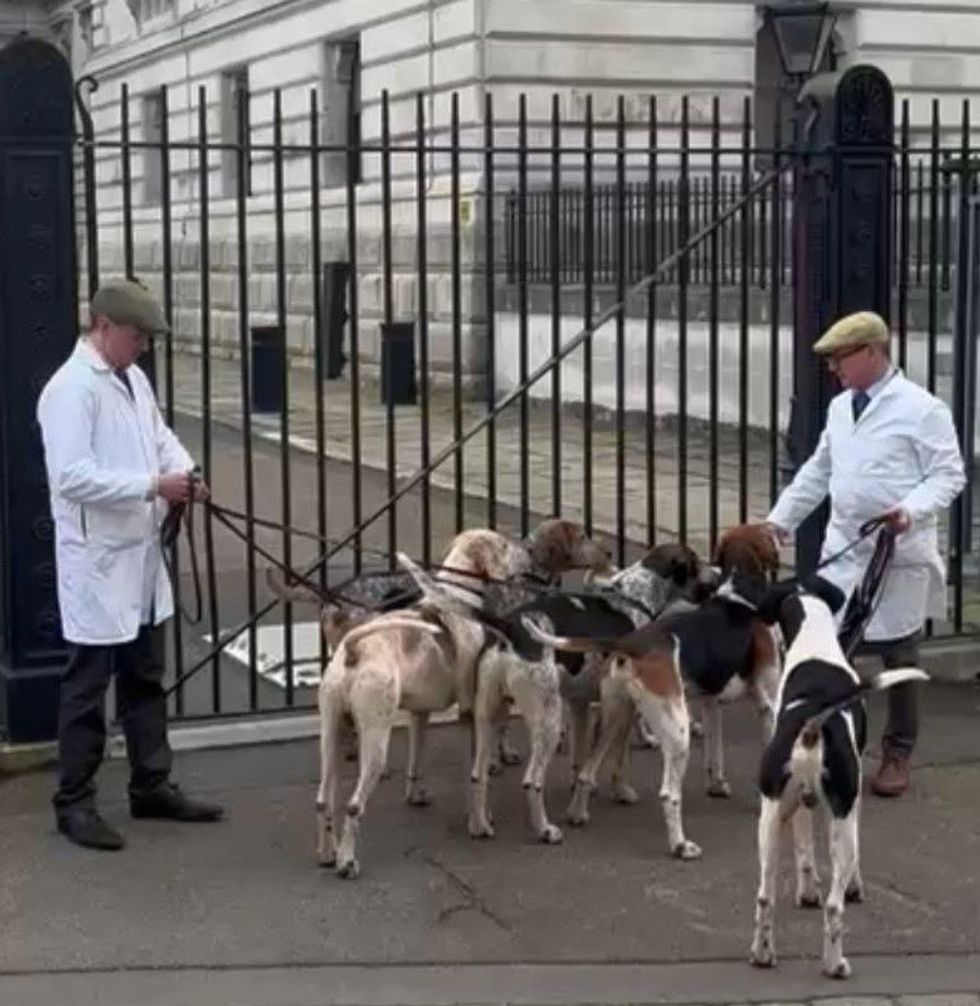 Trail hounds were joined by hunt staff wearing traditional kennel attire in Westminster ahead of a public consultation on how to implement the proposed ban