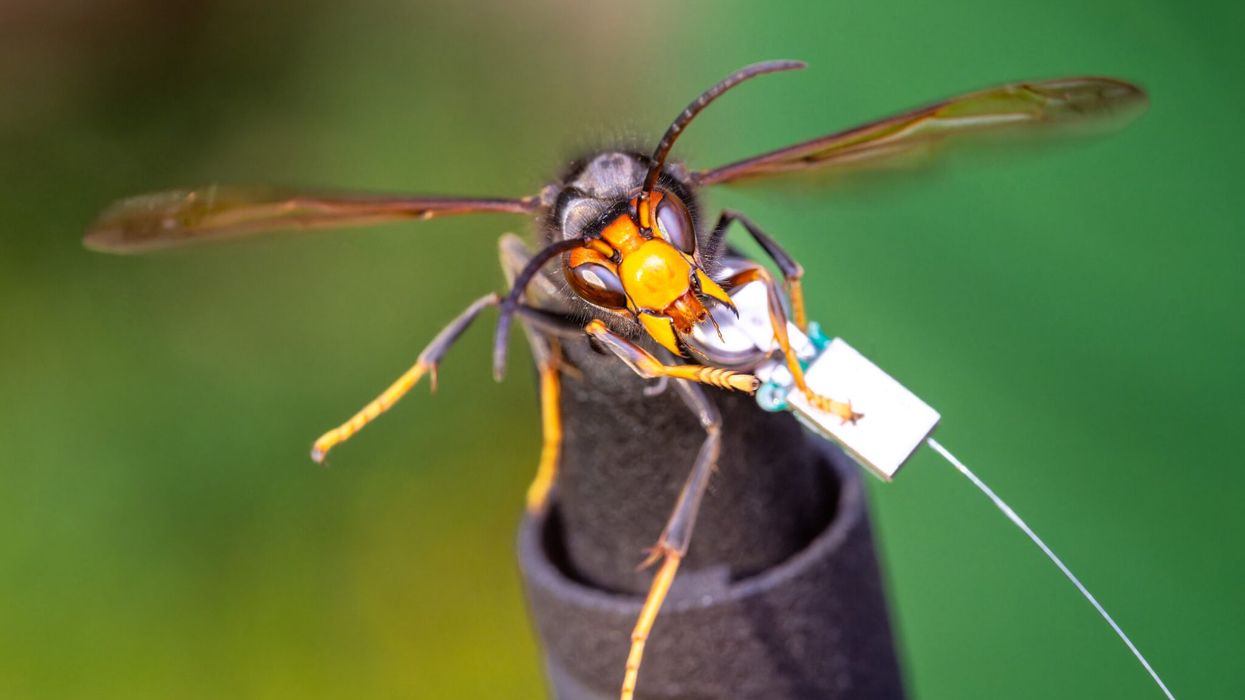 Transmitter on Asian hornet