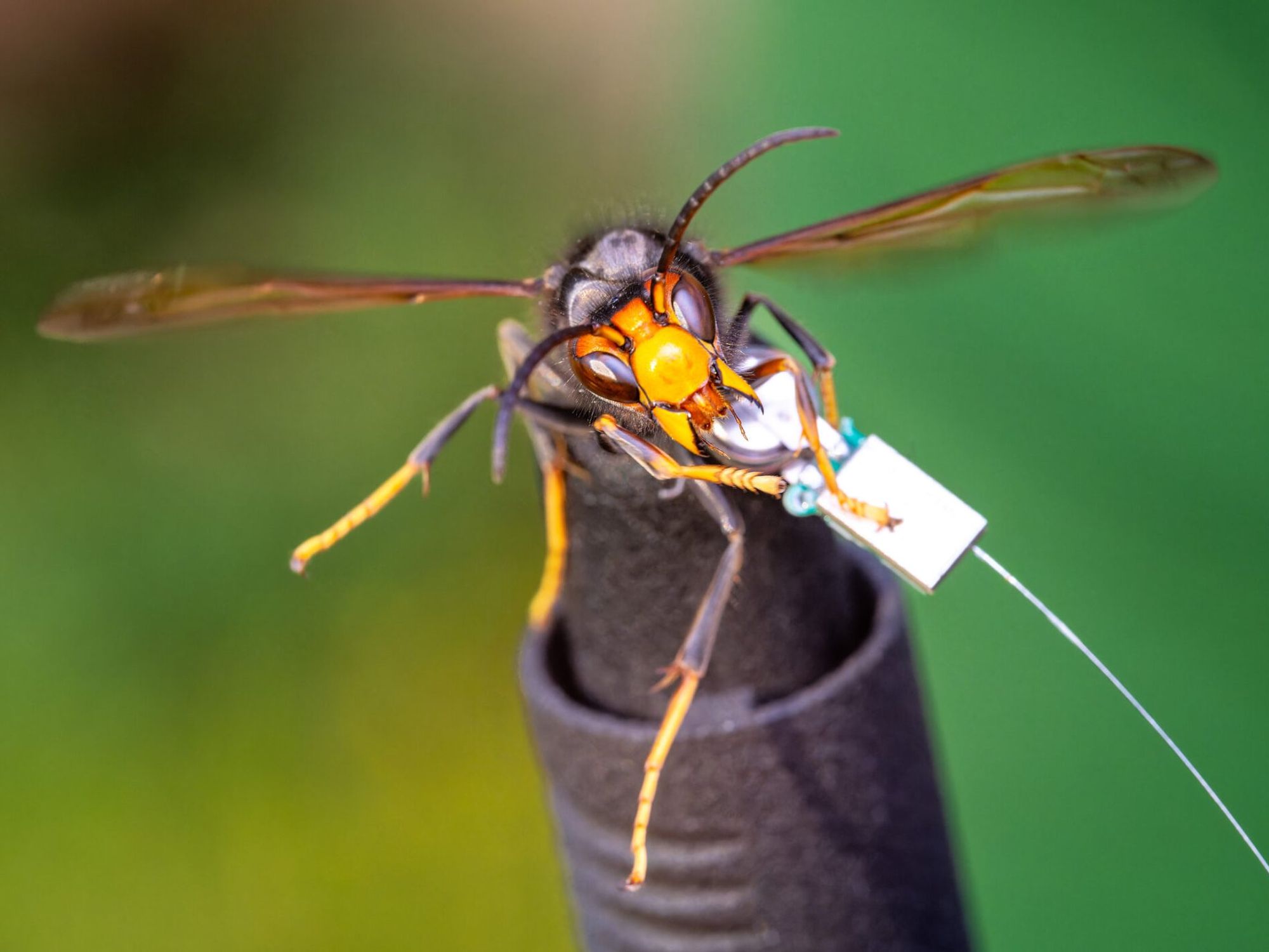 Transmitter on Asian hornet