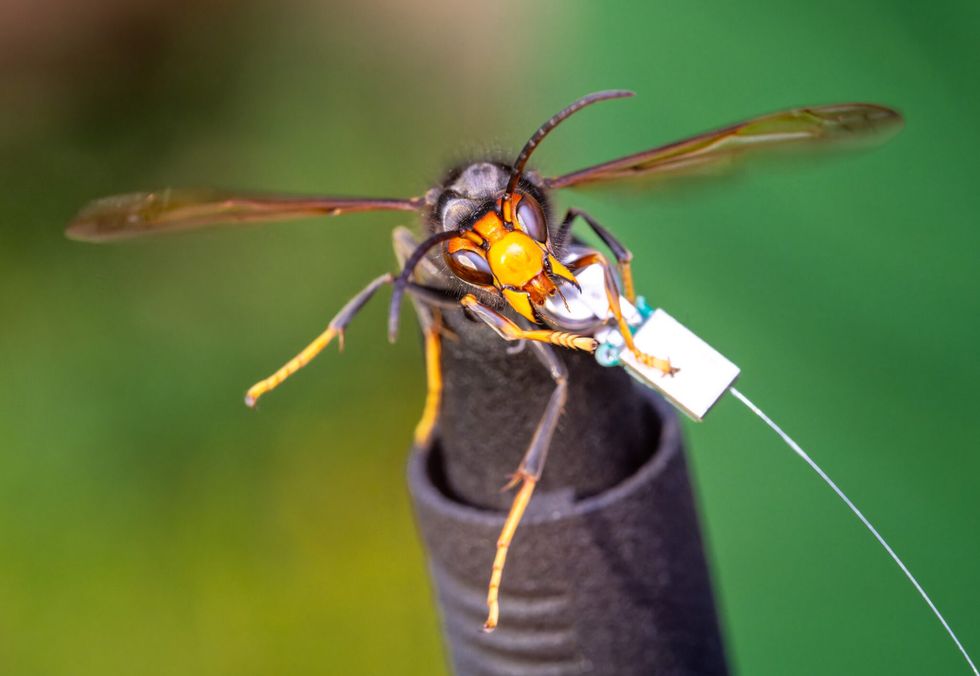 Transmitter on Asian hornet