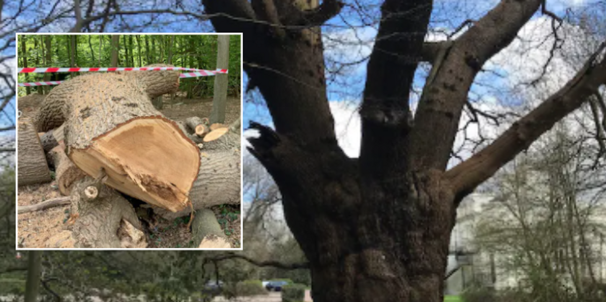 NextImg:'Serious questions to answer!' Toby Carvey sparks criminal damage row after admitting to chopping down 450-year-old oak tree