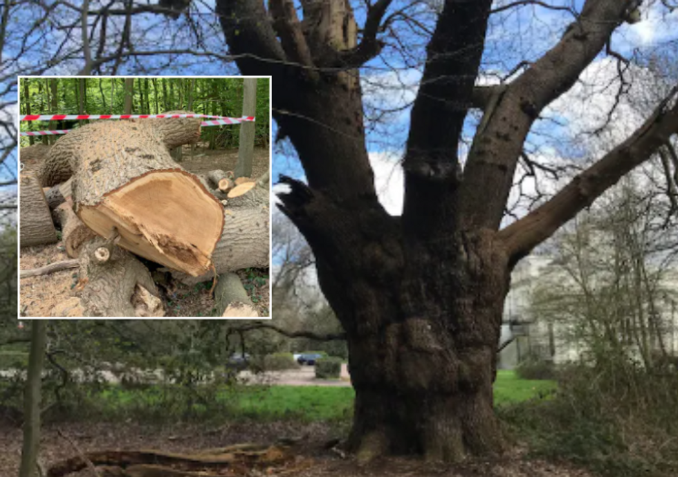 Tree before and after felling