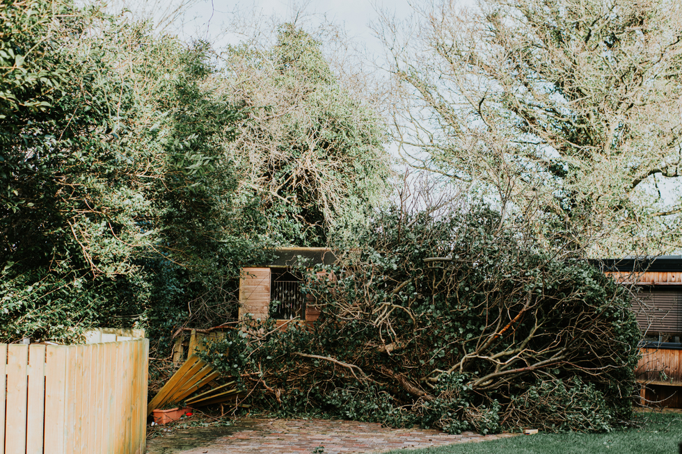 Tree crushing house (Stock)