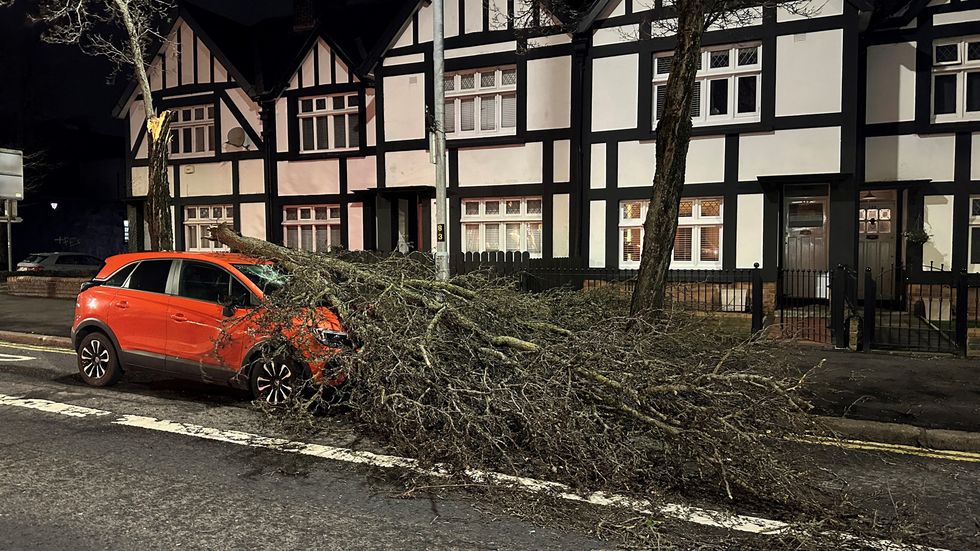 Tree falling on car