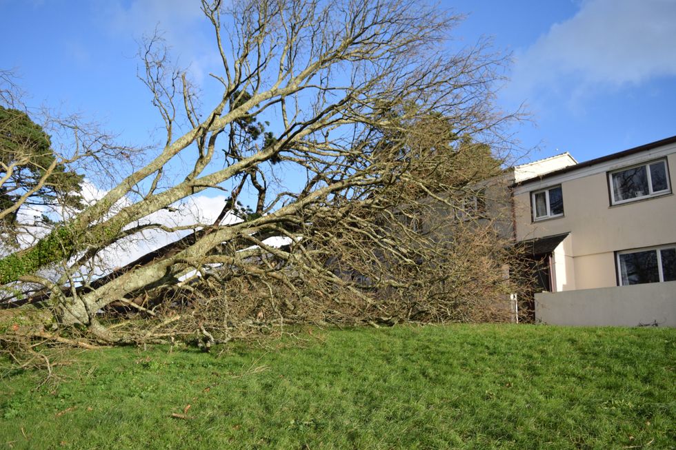 Tree felled in Cornwall