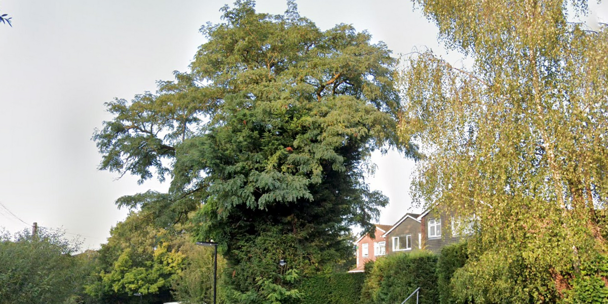 NextImg:Neighbour row: Tree 'causing mental health problems' saved by council despite countless complaints
