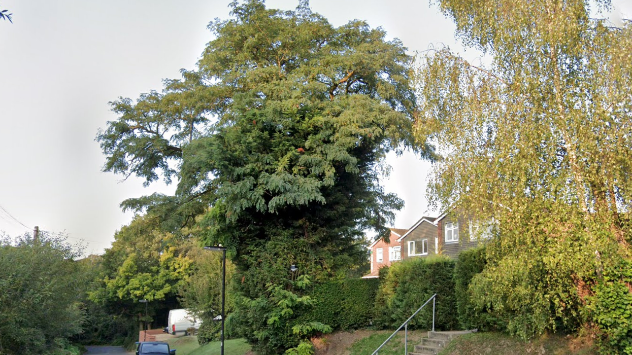 Tree in Southampton