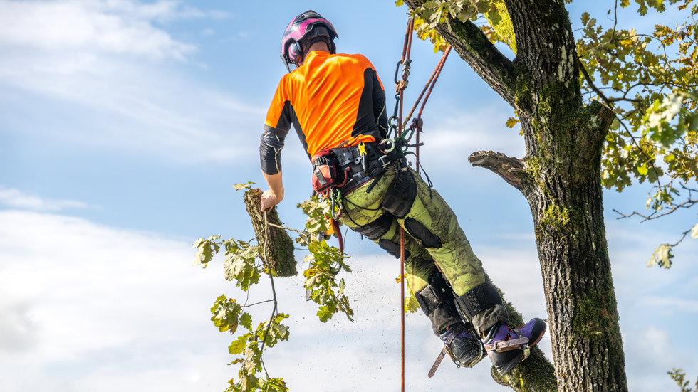 Tree maintenance worker