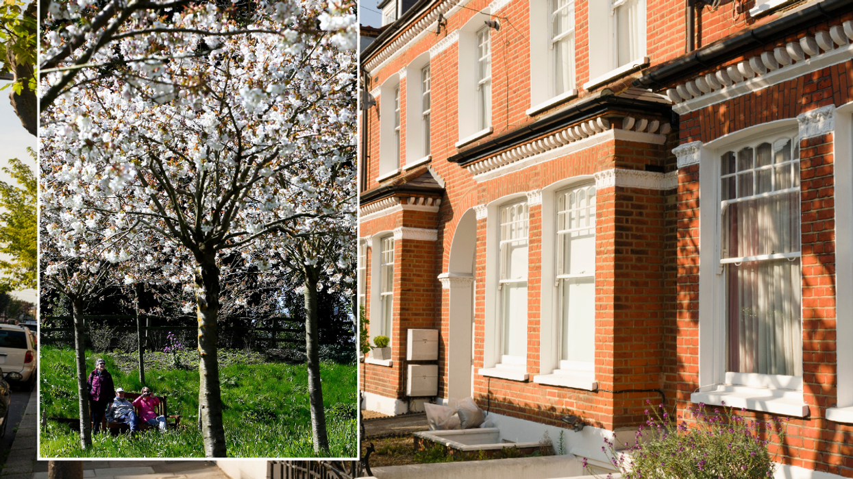 Tree / property in London