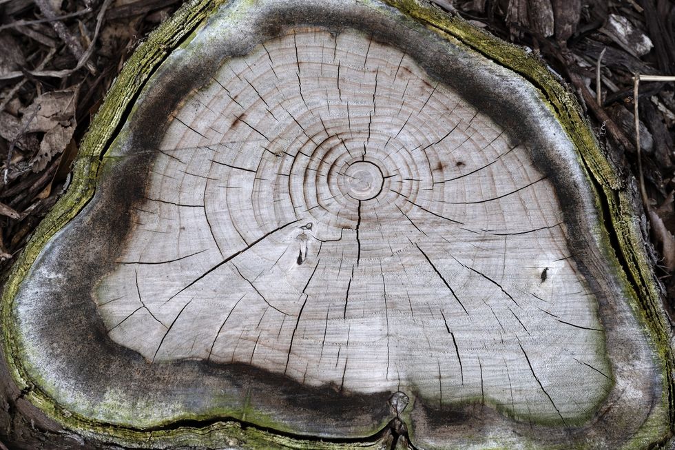 Tree ring