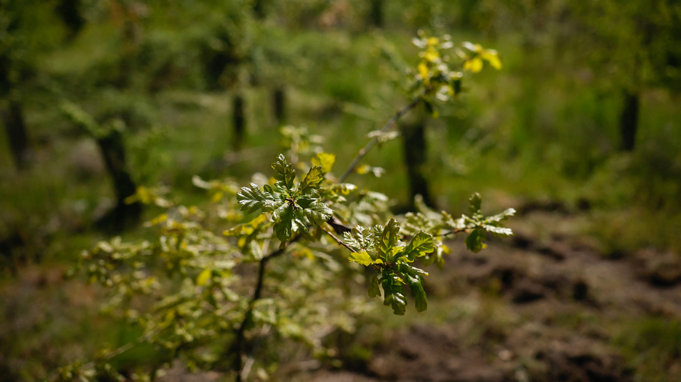 Tree saplings