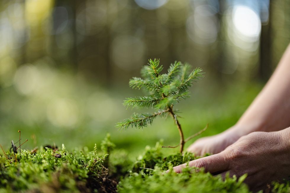 Tree seedling