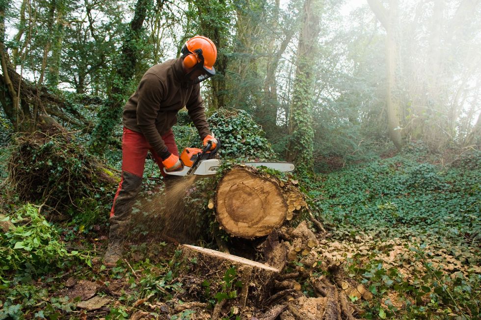 Tree surgeon