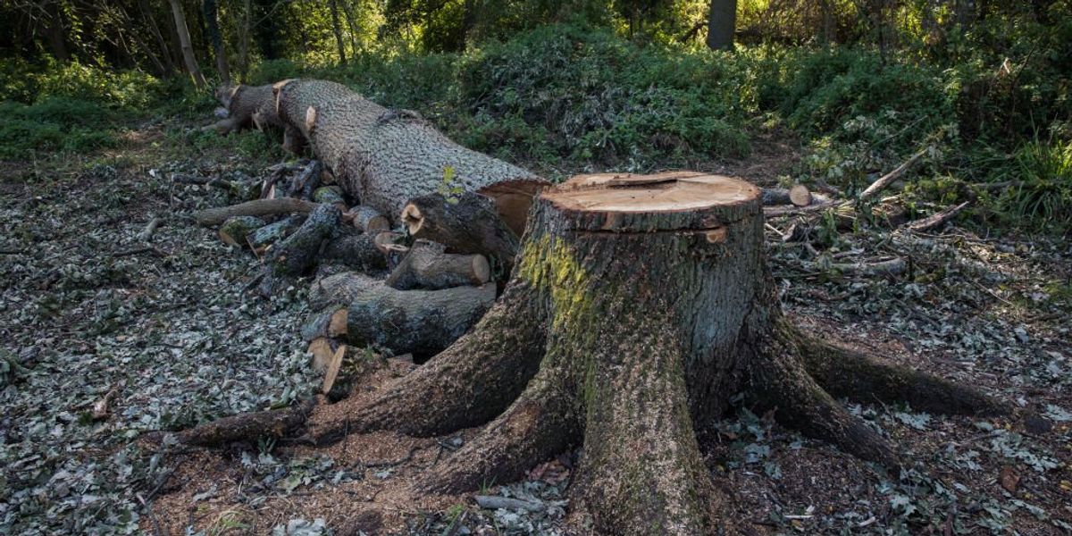 Council forced to apologise to devastated locals after wrong trees chopped down in Britain’s most famous forest Council forced to apologise to devastated locals after wrong trees chopped down in Britain’s most famous forest