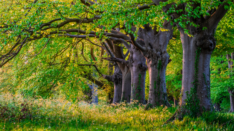 Trees