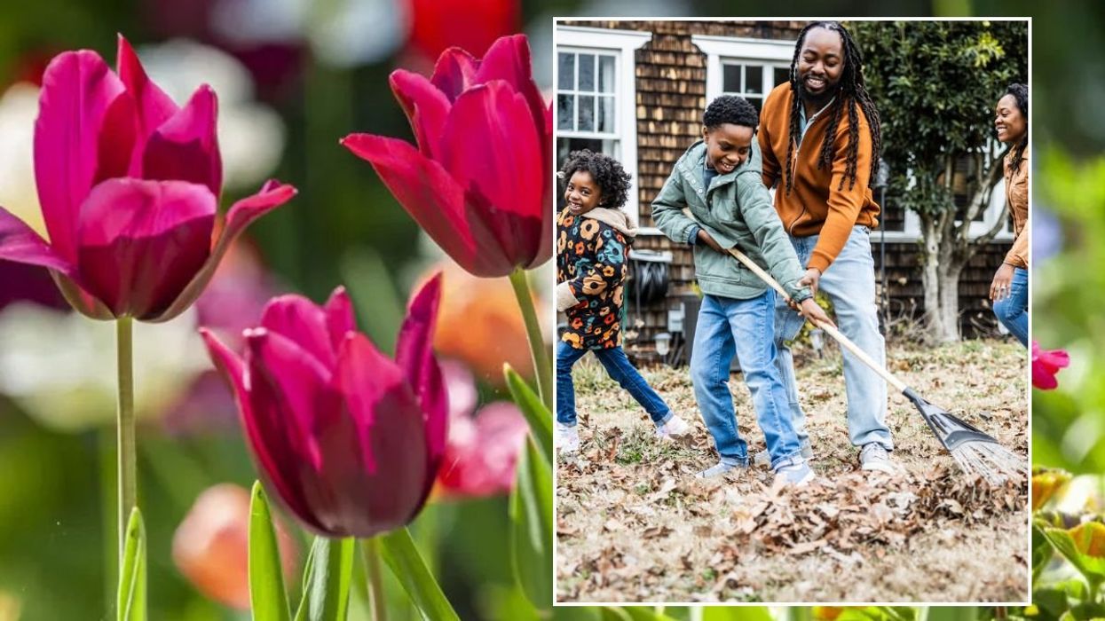 Tulips / Family raking leaves in their garden