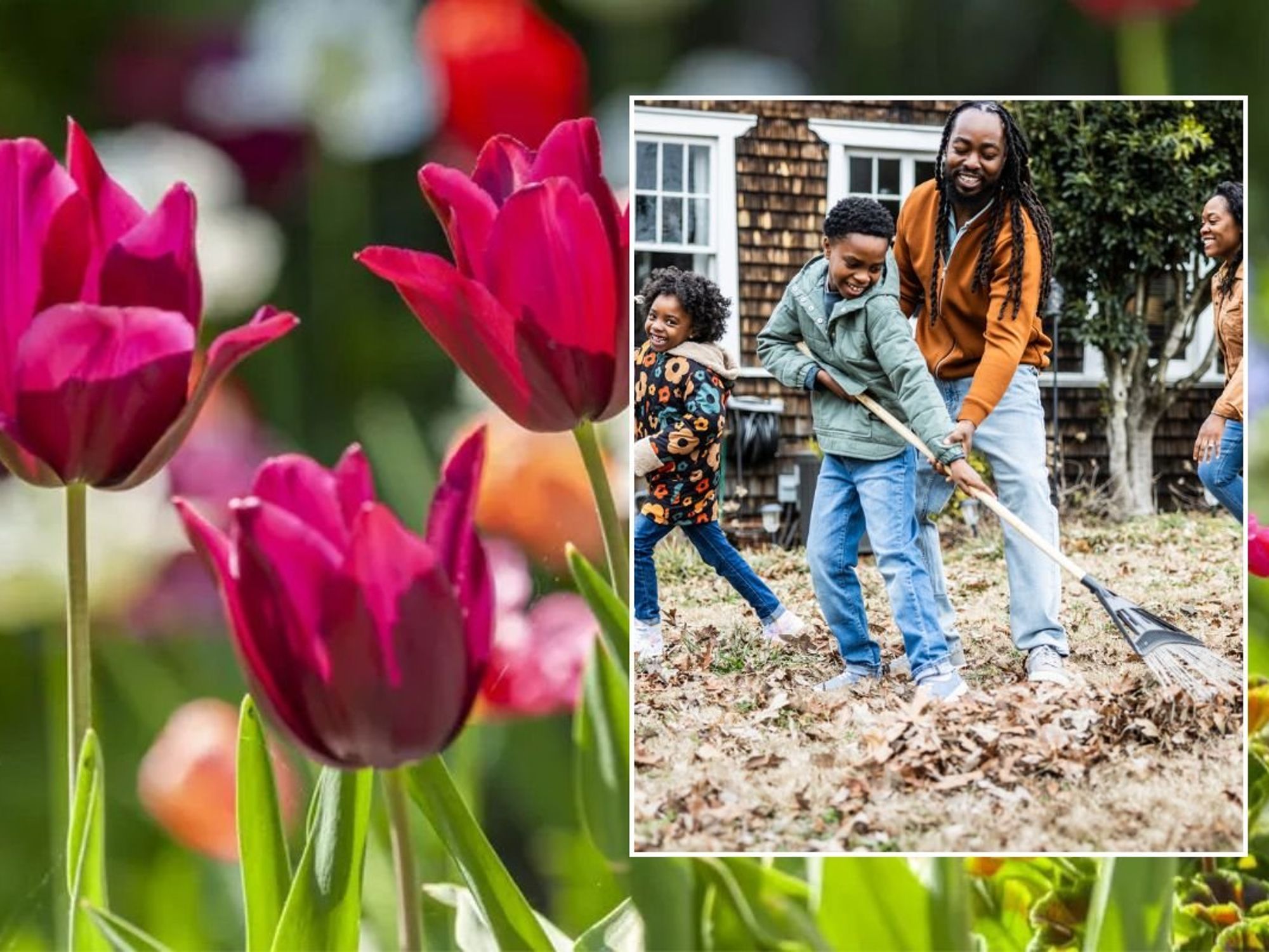 Tulips / Family raking leaves in their garden