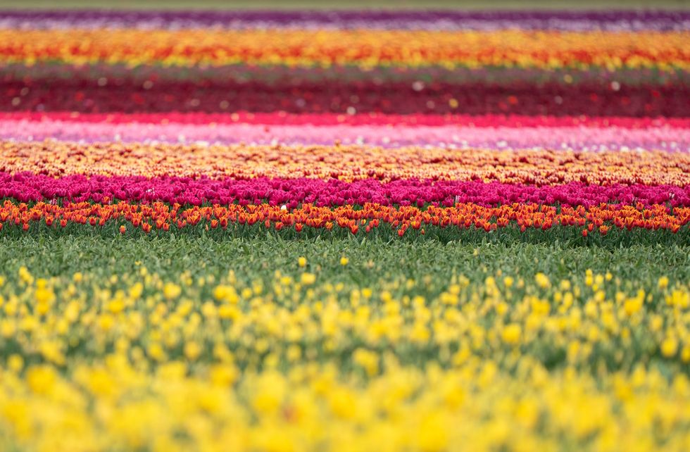 Tulips in a field