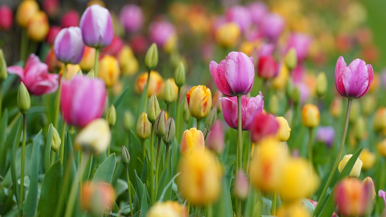 Tulips in a garden