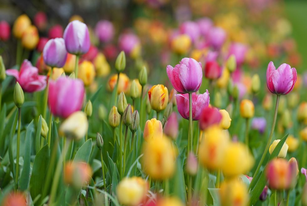 Tulips in a garden