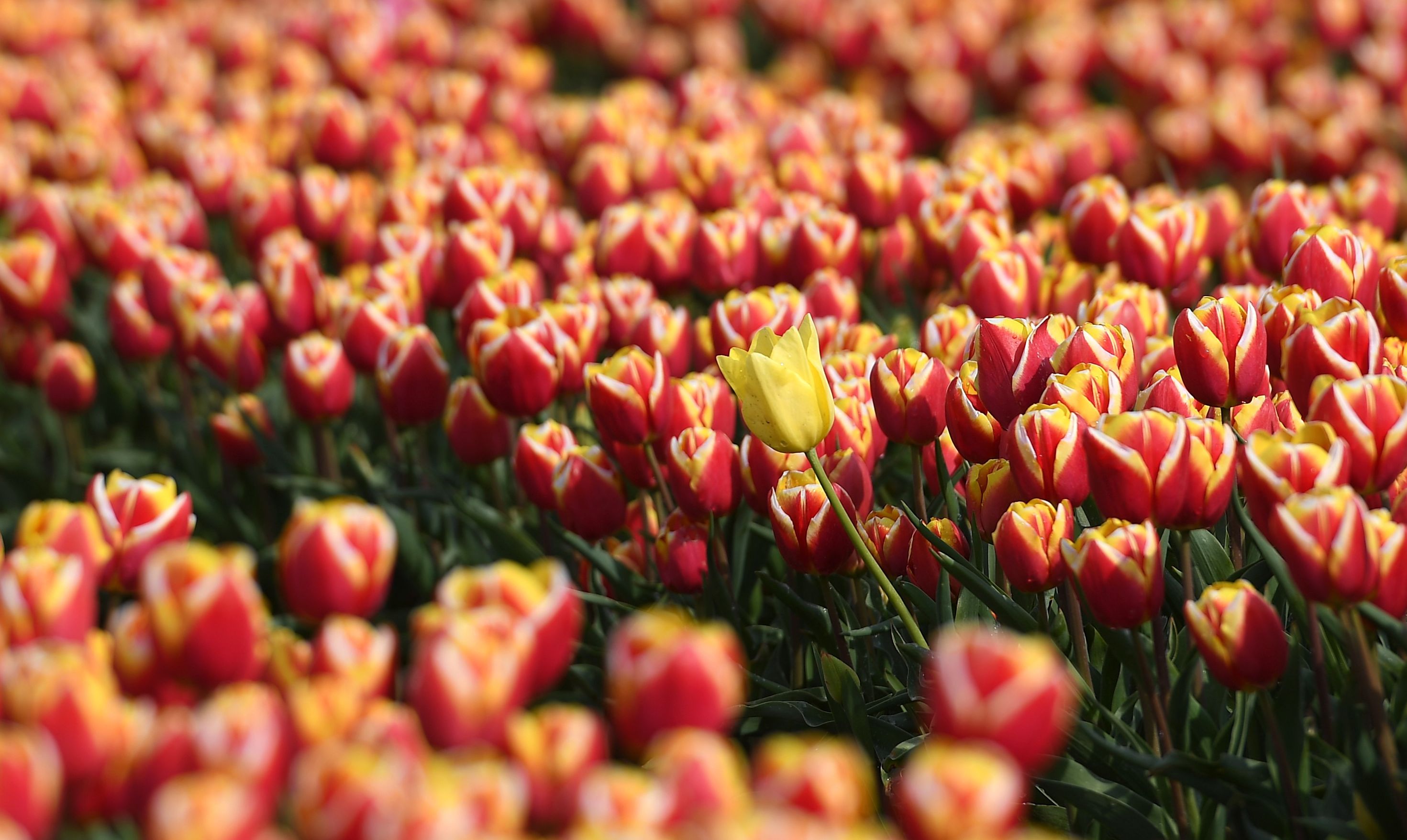 Tulips in field