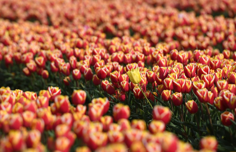 Tulips in field