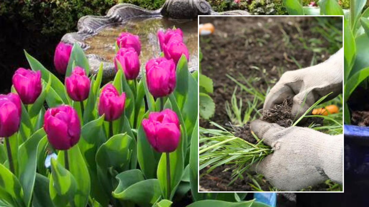 Tulips in garden / weeding
