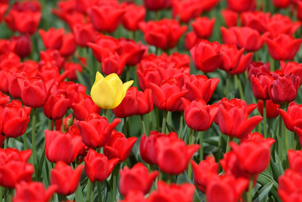 Tulips