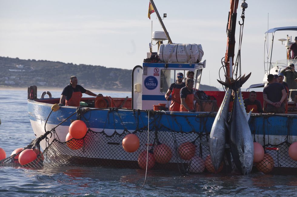Tuna fishermen