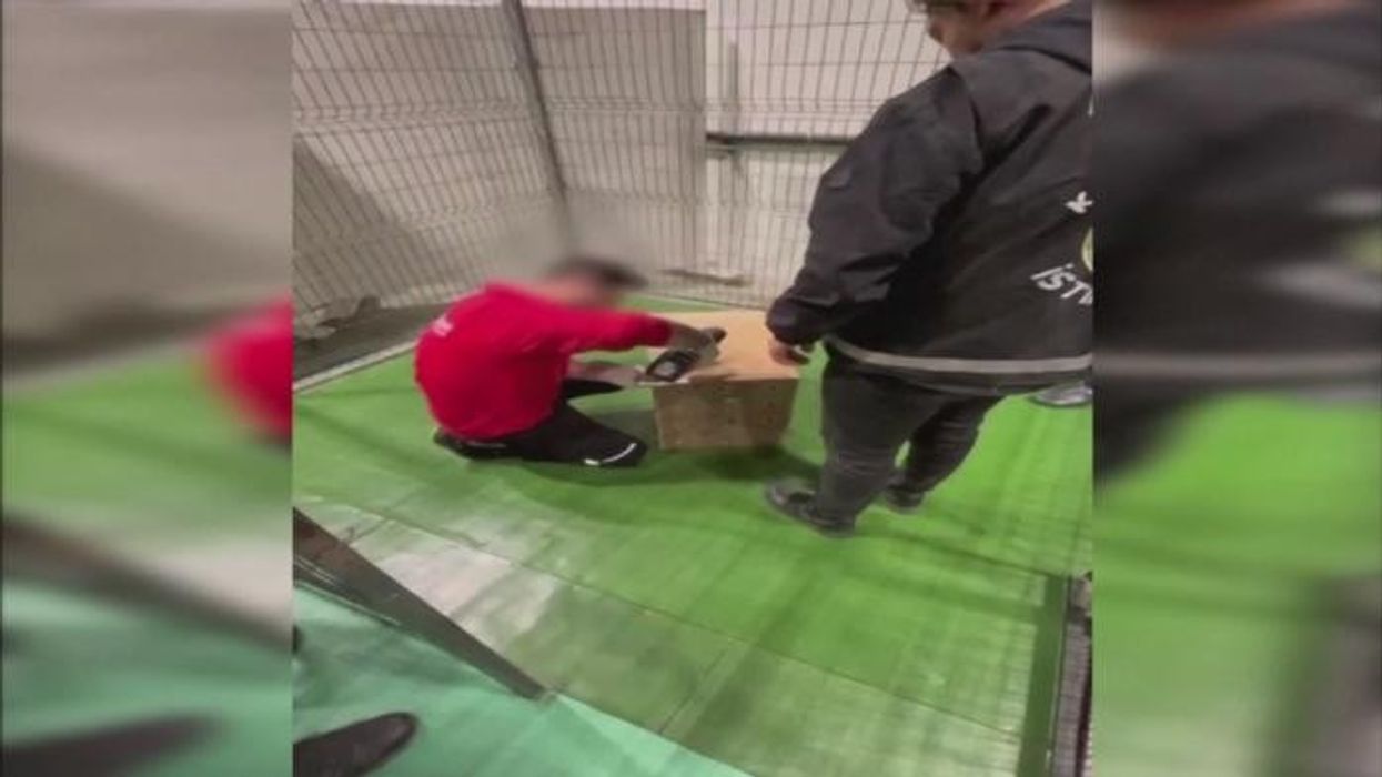 Endangered baby gorilla saved from small wooden crate after airport stop