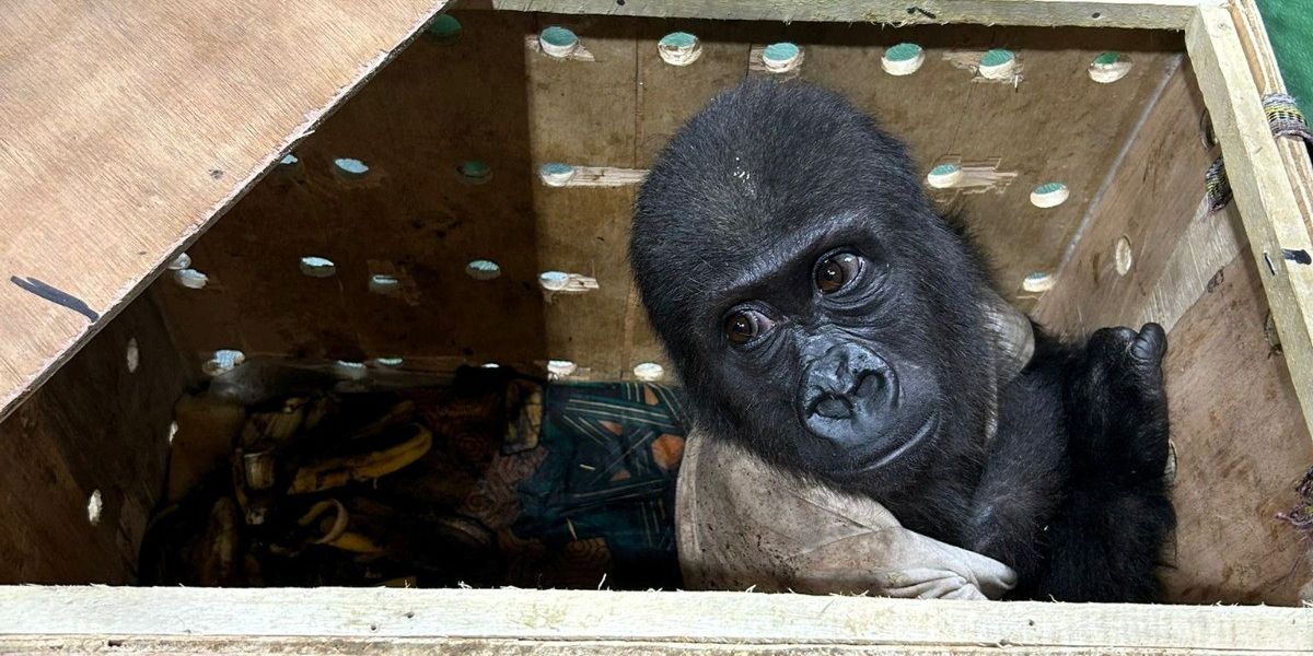 NextImg:Endangered baby gorilla saved from small wooden crate after airport stop