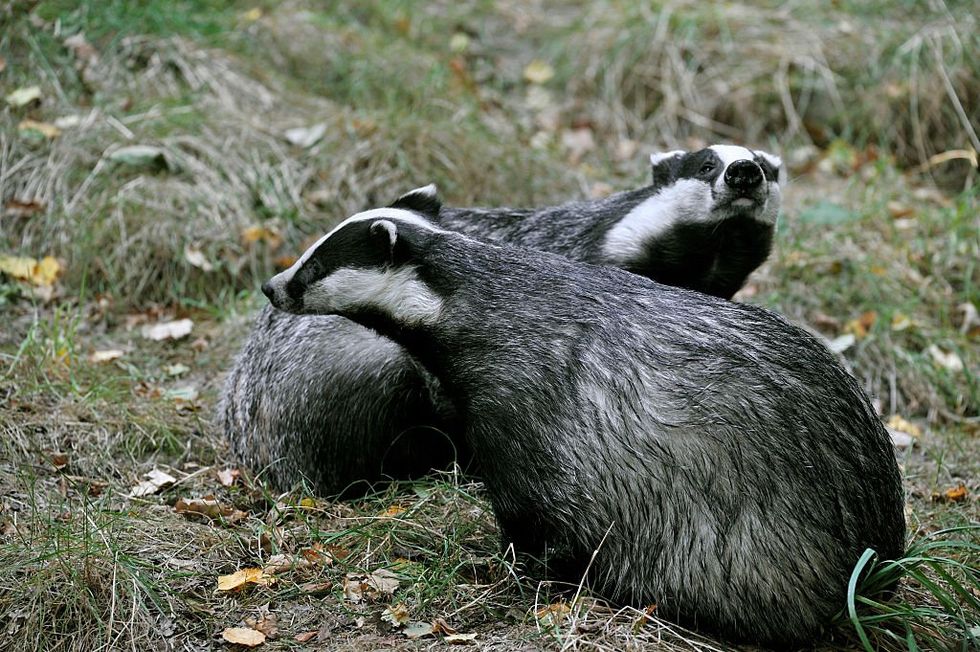 Two badgers