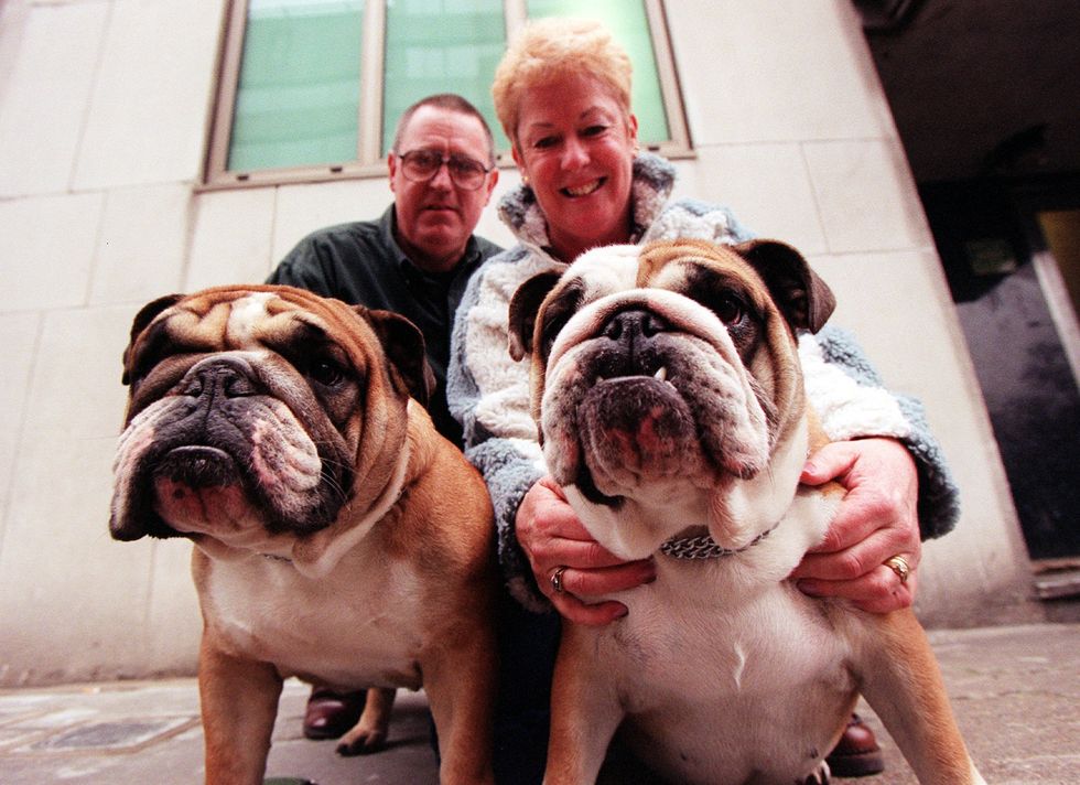 Two British Bulldogs at the Crufts Dog Show in Green Park, London